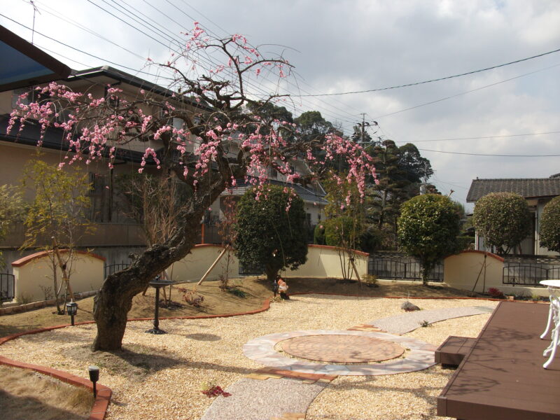 立派なしだれ桜と洋風の庭
